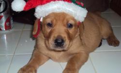 AKC Yellow Labrador Puppies
wormed/first shots
350.00 for males
400.00 for females
--
Bartonville,IL