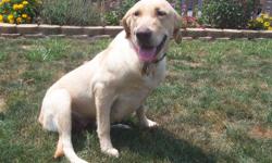 AKC Yellow Female Labrador Retriever Dog born on April 19, 2010. She is 15 months old. She is a very affectionate, playful and loving girl. She would be good in a home with one ?on- one love and attention.
Ireland is spayed, micro chipped and registered