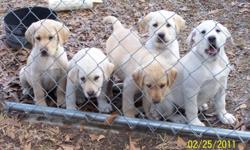 Male and Female labrador retriever pups are now available. Pups range in color from white to light yellow. AKC registered. These pups were bred to be great family pets or a great dog in the blind. They are 10 weeks old, they have been wormed and they have