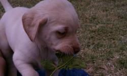 AKC Yellow Labs. Born 04/28/11, 5 Weeks old. Will have papers to register puppy and first set of shots. There are 3 females and 6 males. Mom and dad on site, both dogs are very calm, great demeanor and awesome family dogs. Please contact for more