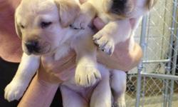 AKC Yellow Labs. 3 boys and 3 girls. Show backgrounds. Ready for homes July 18th. Beautiful dogs and excellent bloodline.