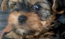 I have very beautiful Yorkie...
*one female...$700...born on 7-13-11.
She will have 2 vaccinations...dewormed...dew claws removed.
She will grow up to be 4 pounds...tiny and stout !
Pick a friend for life....They will bond with you and not
be interested