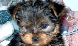I have 1 Yorkie...
One female born on 7-13-11 born on 7-13-11 @ $800.00..
2 vaccinations/wormed.
dew claws removed.
Beautiful...and will grow up to be 4 pounds.
The AKC paper is $150 extra....nice to have a choice....
I am in Zillah WA and can figure out