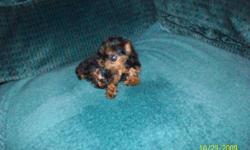 Beautiful small AKC Yorkie pups.Up to date on all.Parents on site .
$600.00 (910)383-2406
