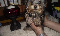 AKC Top Champion blood line Teacup male puppy for sale. more Picture? Come and visit our site Http://alrikoyorkies.com
