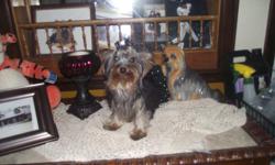 AKC Teacup male Yorkie for sale. Top champion line. Super cute puppy. More pictures? come and visit us at http://alrikoyorkies.com/