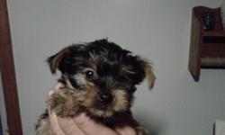Scamps is a sweet little Yorkie trending to be 5 pounds. Check out his cute little face. He is just as sweet as he looks.
Both Dam and Sire are beautiful AKC registered Yorkies and each puppy below will come with their full AKC registration. He will be