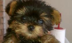 AKC YORKIE MALE PUPPY,2 MONTH OLD, BEAUTIFUL, A LOT OF HAIR, MOTHER 5 POUNDS, FATHER 4 POUNDS.
$850 FIRM. (956) 909 24 38. CASH ONLY. Boirn May-03-2011
AKC YORKIE PUPPY 2 MESES DE EDAD, HERMOSISIMO, SUPER ABUNDANTE PELO, LA MAMA PESA 5 LIBRAS Y ES