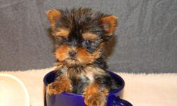 Healthy, vet checked, up to date on shots. Males & females, teacups, chocolate Yorkies, $250 & up. Yorkie Mixes including Morkies, Shorkies, Chorkies, YorkiChons $50 & up. Shih Tzu & ShihPoos $350. Delivery available. Other breeds of puppies, large &