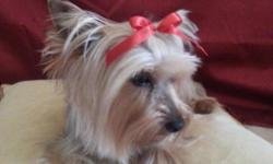 Akc male yorkies ready for new homes Christmas Eve. 1st shots, wormed, and health certificates.