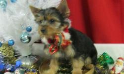 Buy someone you love a yorkie puppy for Christmas this year.&nbsp; I have 4 males I am asking $500.00 each and one female at $625.00.&nbsp; They have been checked by their vet and have had three set of shots.&nbsp; Raised in a home environment and well