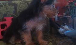 AKC yorkie puppy will stay small, has first two sets of shots and has been dewormed. His ears are shaved, helped to speed up the standing up process.Great with kids and other dogs. Selling due to larger dog wants to eat him four a scooby snack. Very sweet