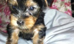 I have a sweet female yorkie puppy. She will be ready for a loving home Oct 30th and at that time she will be 8 weeks old. She has her AKC papers, will be wormed and have her first shots. This baby girl has 3 other sisters, 2 of them are already sold. So