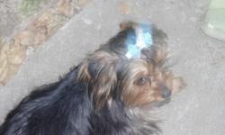 AKC Yorkies 2&nbsp;males 6 MO. old with first shots i have mom is 4lb &dad is3 1/2. call from 2pm to9 pm