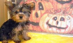 Nice but older Yorkie puppies $300. Small older Yorkie puppies $475 & up. AKC Chocolate Yorkies $1000. Delivery available soon! 740-575-4994 www.thebestpups.com