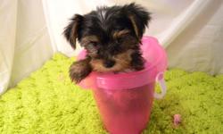 AKC registered female Yorkshire Terriers, will be around 5 pounds as adults. This price is a delivery to you soon cost (June 3rd). One priced at $800 and others $850, blue Yorkie $950. 740-294-7723