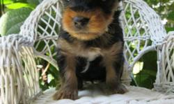 AKC Yorkshire Terrier Puppies for sale. All of my puppies are raised in a clean, healthy, home environment and are well socialized. They are vet checked, 1st set of shots, wormed and come with papers. I have 2 females and 3 males available. Taking