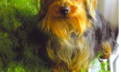 I will not be raising Yorkies any longer and would like to sell all my Yorkies.&nbsp; I have a 1 year old adult male yorkie stud for sale for $1,000.00.&nbsp; Nikki weighs 4 or 5 lbs and is in excellent health.&nbsp; He has produced as many as 5 puppies