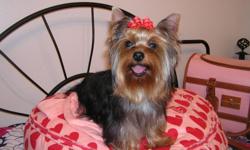 For sale one adult male stud Yorkshire Terrier Champion Bloodlines.&nbsp; Nikki is one year old, in excellent health and up to date on his shots.&nbsp; He loves to cuddle and is house broken.&nbsp; Nikki is an excellent breeder and produces as many as