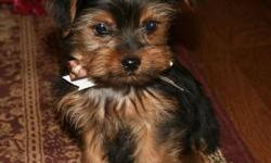 Henry is a very tiny little sweet man. He loves to play and doesn't realize he is small. His parents are very healthy, energetic Yorkies who are very friendly and have very loving personalities. His dewclaws have been removed and he has received a