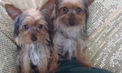 Petite, Beautiful, Playful, Outstanding Yorkie Quality (great hair, and teeth), Wonderful Personality, AKC registration, health certificate, de-wormed (complete series of puppy shots and rabies) included in price $950 and up each. Puppies are currently in