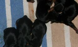 AKC Yorkie Puppies for sale. Males $500.00 & Females $600.00. Born 11/17/2010 and ready to go in January. They come with 1st shots, vet exam, regular wormings and pre-spoiled. These puppies are raised in our home and are underfoot. We require $150.00
