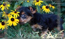 This little guy was born on June 30, 2010. He is registered with AKC and will be gold and black. He weighs 1 pound right now and we expect him to weigh 4 pounds when he grows up. He is up to date on shots and wormings. He has been raised in my home and is