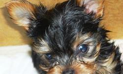 3 Gorgeous small (3.0 - 3.8 full grown) AKC Female Yorkie puppies&nbsp;ready&nbsp;Jan 12th. &nbsp;Mukilteo area,&nbsp;1st shots, tails docked, dew claws removed.&nbsp; Taking deposits at this time. &nbsp;----"> dsduke@hotmail.com