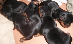 Akc Yorkshire Terriers
Tiny 1 female 3 males left. This was a litter of 6, so if your looking for perfect prolific breeder these are it.
Black and tan garanteed, vet. ck'd, health certificates on request, utd vaccinations and de-wormed.Taking deposits