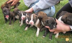 9 Beautiful boxer puppies, with papers and shots. Brindle males, $600, females are $650, and we have 3 rare reverse brindle for $800. Very friendly and healthy, parents on site. Please contact us with any questions, we are very flexible with meeting and