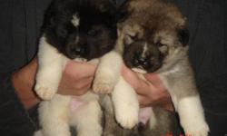 Akita puppies for sale,4 females left from 9.they are ready to go for new home.They are pure breed will come with papers and first shots.father 130 pounds he has champion blood mother 85 pounds. We accept PayPal for deposit.
Please call at 518-250-3333,