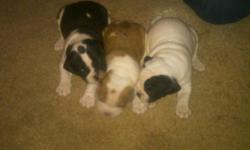 Beautiful IOEBA registered Alapaha Blue-Blood bulldog puppies. Born August 26, 2011. A rare breed from Georgia. These dogs are great for companionship, protection, and outside work. All pups come with first shots and health guarantee. Have two females
