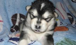 AKC ALASKAN MALAMUTE PUPPIES!!!!!!!!!! These pups will be Giant!!!!!!!!!!! Some of the best bloodlines in the world Cascade, Snowden, Hudsons, Wakon and many more. Championship bloodlines. Pups are raised in our home from birth and are well socialized.