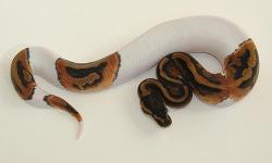 Albino and piebald pythons available for sale
They are very healthy and good for breeding. They&nbsp; all have got their health papers and will come with accessories .
Breed: Albino and piebald pythons.&nbsp; They are all 8 months old .
Valid contact
