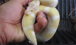 We do have Piebald and Albino Ball Pythons available and ready to go to
any home that is willing to provide the best for them.They are well
trained, easy to handle. come along with all accessories and will be
able to go to any body willing to take good