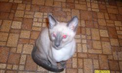 Light to dark Points Cat's a0nd Kittens A wide Veaity Call and ask for Mike JR
(561)995-2800 or Cell>(561)995-2800 All of my Pets and Like Family too me well trained
