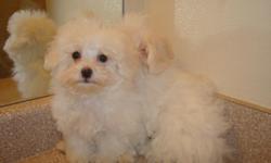325-691-1533 I have two gorgeous white female Maltichons. (Maltese and Bichon Frise) They are 9 weeks old and up tp date on their vaccines and worming. They also come with a written health guarantee. Their adult weight will be around 7 lbs.