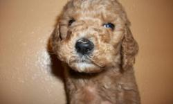 Multigeneration Medium Size Labradoodles Puppies born August 12th. These puppies are ready to go home with you as soon as October 15th. We also offer a military discount to soldiers and their families, ask us for details.
These puppies have the great