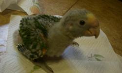 Amazon Baby Double Yellow Head Parrot being hand fed. Is almost 6 weeks old. Will have to be hand fed. Parents on site. Asking $600.00. Call 512-847-9562 and leave ph number if Im not home. Will have to pick up or I can deliver if not far from Wimberley.