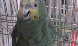 Orange Winged Female Amazon Parrot
Cage and Stand Included as well as all accessories and food
Very sweet and gentle bird
Says"Good Morning"
$400
BIRD IS STILL AVAILABLE AS OF 8/1/11