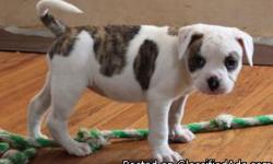 American Bulldog puppies. The perfect Christmas gift. They are NKC registered and current on Vaccinations and worming. They come with a 1 yr. Hip guarantee. They are going to be large dogs. This is the 3rd repeat breeding! Females have been 80-95lbs.