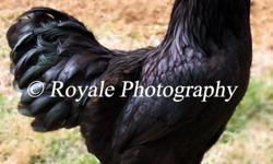 Ramses is about 1 1/2 years old. He is a PUREBRED black Ameraucana roo from Pips&Peeps (Ribbeck lines). Her black birds regularly bring in awards. He has had a 95% fertility rate over 9 large fowl, dual-purpose hens. His chicks produced were beautiful