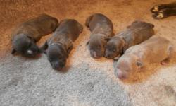 &nbsp; Kaizs Kennels
&nbsp;&nbsp;&nbsp;&nbsp;&nbsp;&nbsp; American Blue Pit Bull Terrier Puppies for sale
&nbsp;&nbsp;&nbsp;&nbsp;&nbsp;&nbsp; ADBA registered, Bloodline is Gotti,Chaos and Razor's Edge. Taking Deposits. 500.00 per puppy. They will have