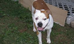 2 yr old american bulldog. House trained, fixed, all shots. This is a high energy breed. You must be experienced with large breed dogs to own this breed. He is a very loving dog who loves attention and loves to play. He has not shown aggression to other