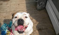 this is an american bulldog, she is intact and she has been proven she has beautiful pups she has her tail docked being that she was raised for a breeding dog however I got her from the breeders and now sadly i have to re-home her I have to down size she