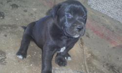 I have 6 American Bulldog/Bull Mastiff Puppies ready for adoption. The adoption fee covers the puppies 1st shots & wormings, plus they will come with a puppy care packet. All the puppies are mostly black with little white on them. They are going to be