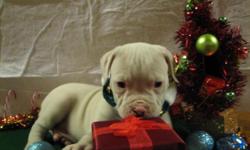 Champion bloodlines. NKC & UKC registered. Loving bully puppies ready for there forever homes. Sweet temperments and nice conformaiton. Raised in a loving home and socialized with other pets. Looking for a new edition that will bring you lots of joy then