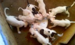 Hello everyone viewing this with an interest in a new puppy, My name is Adrian and my 2 dogs which are Both American Bulldogs have had a litter of 9 healthy young pups. They were born on 7/21/2011 which puts them at 10 weeks old, They are no longer