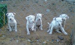 American bulldog pups for sale 10 weeks old parents on site beautiful breed perfect for Christmas Present