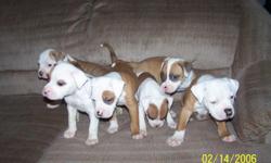 I have 1 male pups and 3 females. Mom is American Bulldog, and dad is American Bulldog and Pit. The date on the pictures is wrong, they were taken 12/10/10. puppies have been dewormed and will have first shots. If you have any questions feel free to call
